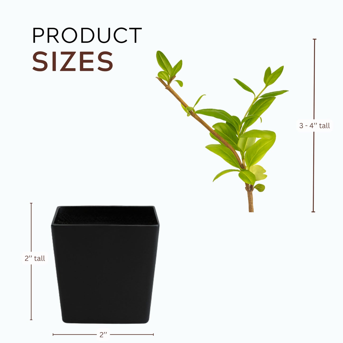 White Fragrant Japanese Honeysuckle Vine, Starter Plant, Climbing Landscape Outdoor Garden Plant 2 inch Pot (1)
