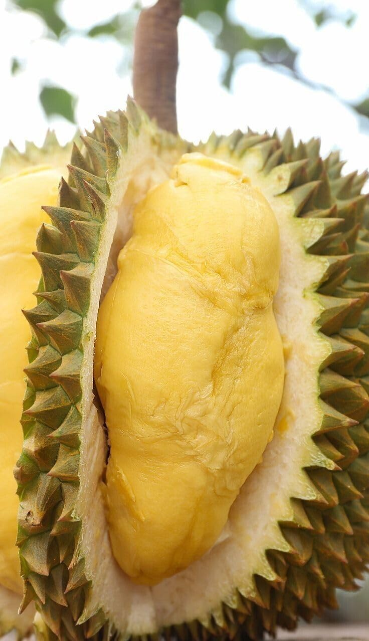 Live Plant - Durian Live Tree 1-2 Ft