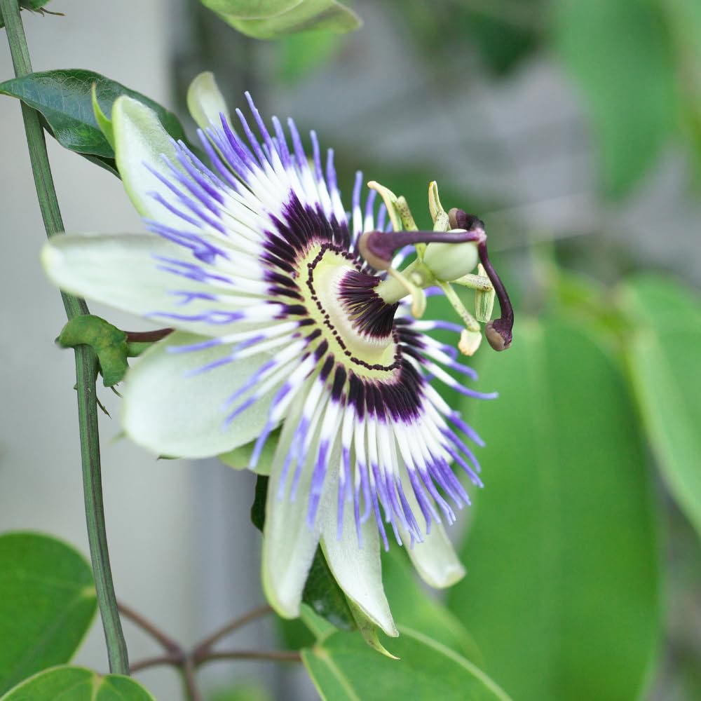 Blue Passion Flower Plant - Blue Passion Flower Vine Live Plant - Size 5 to 7 Inch Tall, Passiflora Flowers Starter Plant, Without Pot