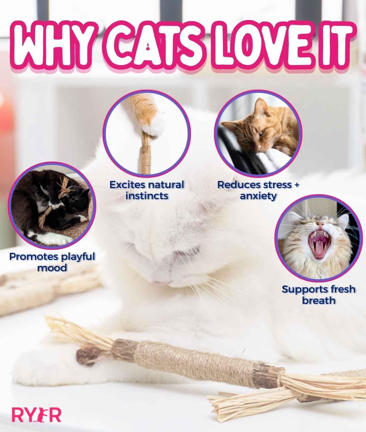 RYERCAT Silvervine Sticks for Cats - 100% Natural Cat Chew Toy for Aggressive Chewers and Kitten Teething - Pet Friendly, Smooth Finish, Irresistible Taste and Smell (5 Pack)