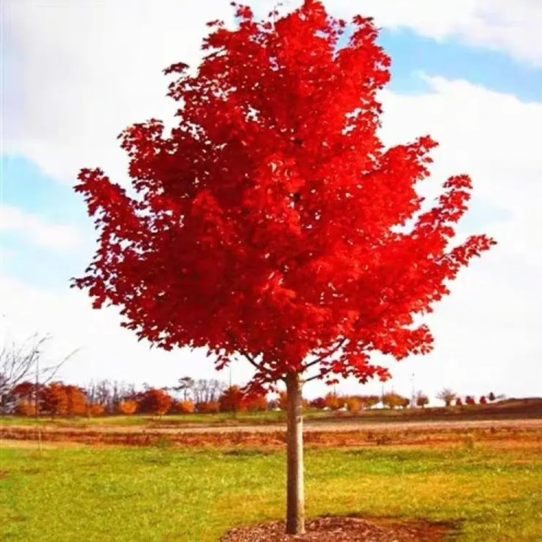 80 Seeds Red Maple Outdoors Maple Tree Seeds Acer rubrum PeavyTailor