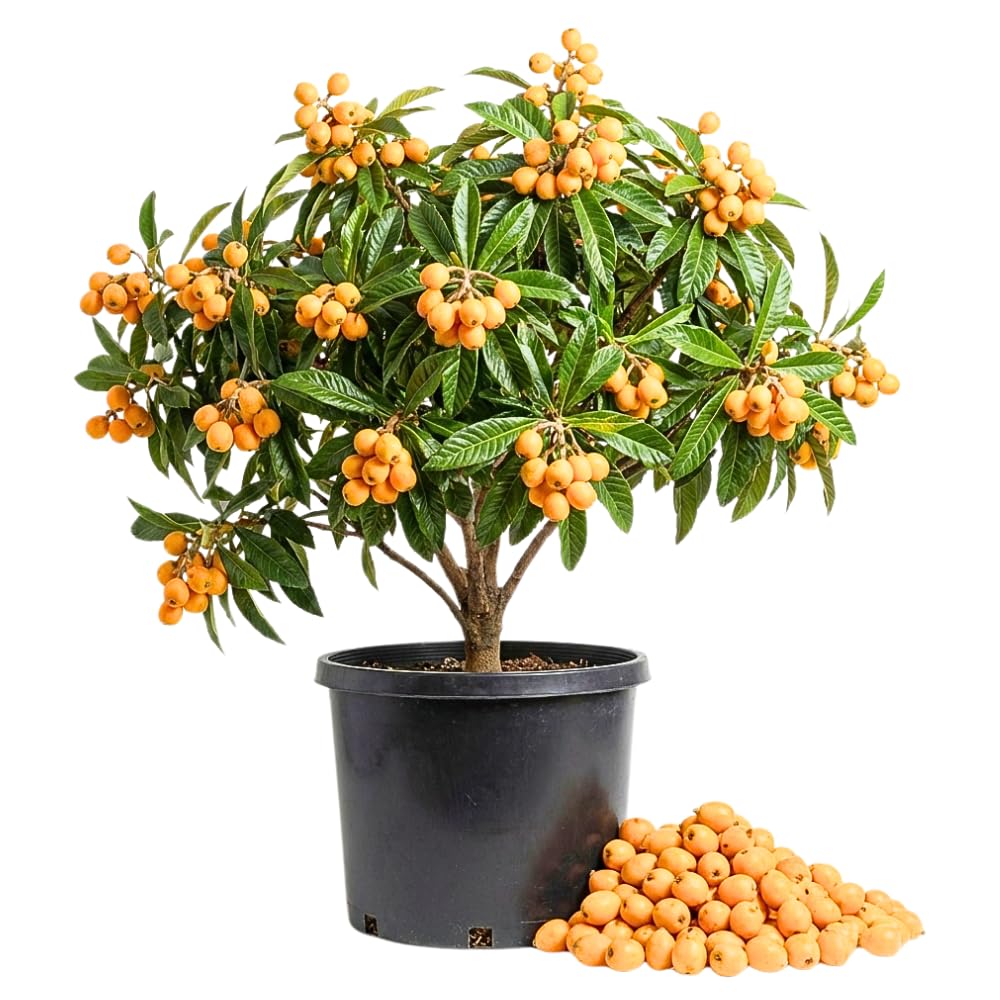 Loquat Tree in 3 Gallon Pot, Sweet Yellow Loquat Fruit Plant, Well Rooted Tree for Outdoor Planting, No Ship to CA