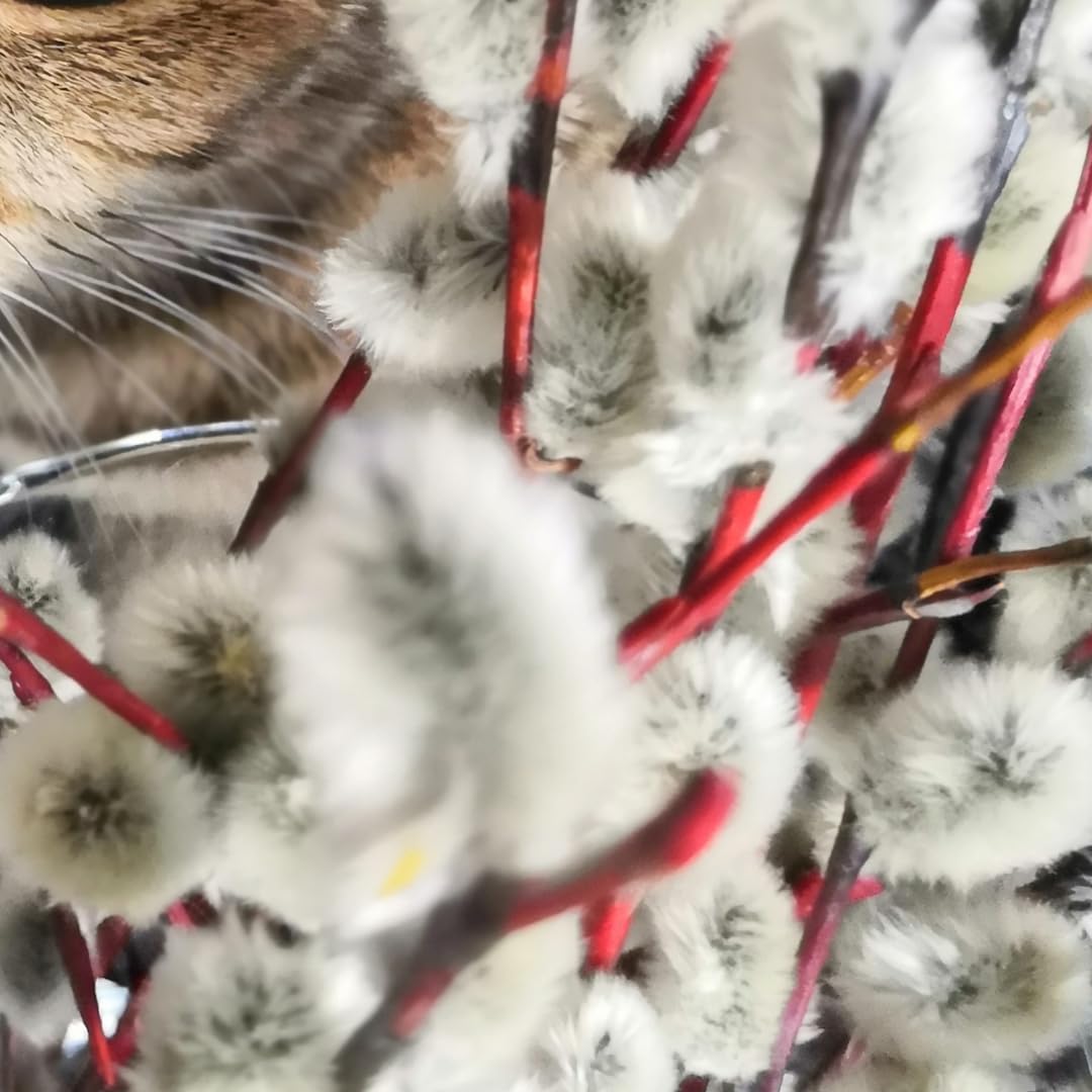 2 Dormant French Pussy Willow Trees Live Plants 6-12", Bare Root, Fast-Growing Cold Hardy, Dormant in Winter, 1 Year Old Willow