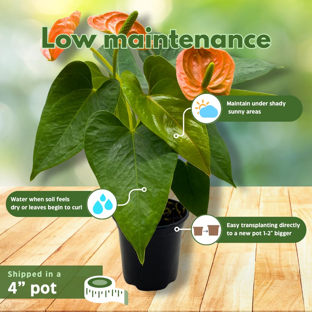 BubbleBlooms Anthurium Coral, Orange - ish in a 4 inch Pot Heart Shaped Leaf