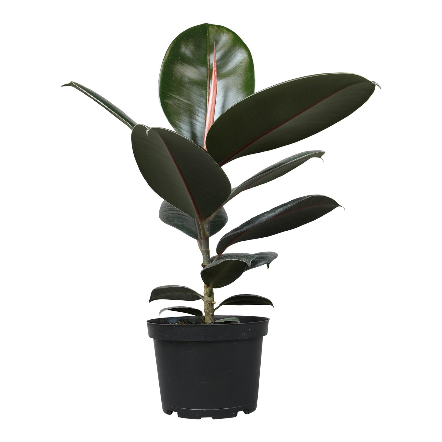 Burgundy Ficus Live Tree (Approx. 16" Tall) in 6 Inch Pot, Air Purifying Rubber Plant Decor, Easy Houseplants for Beginners by Plants for Pets