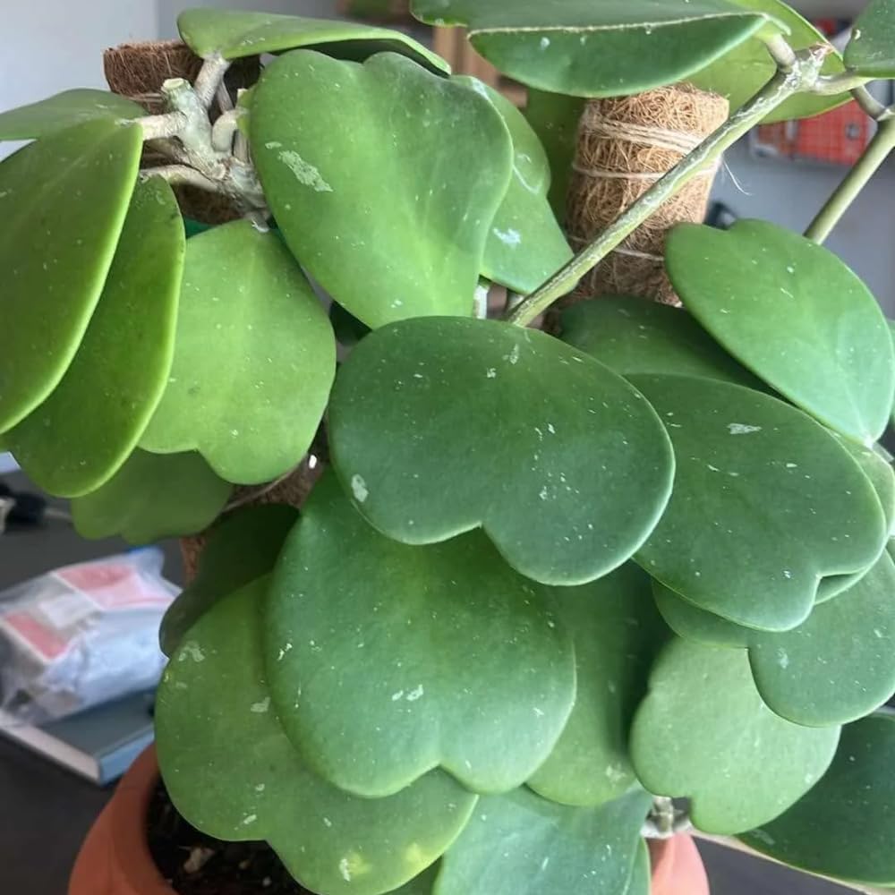 Hoya Kerrii Heart Plant Live in 4" Pot | Low Maintenance Heart-Shaped Succulent | Established Root System for Windowsills and Desks