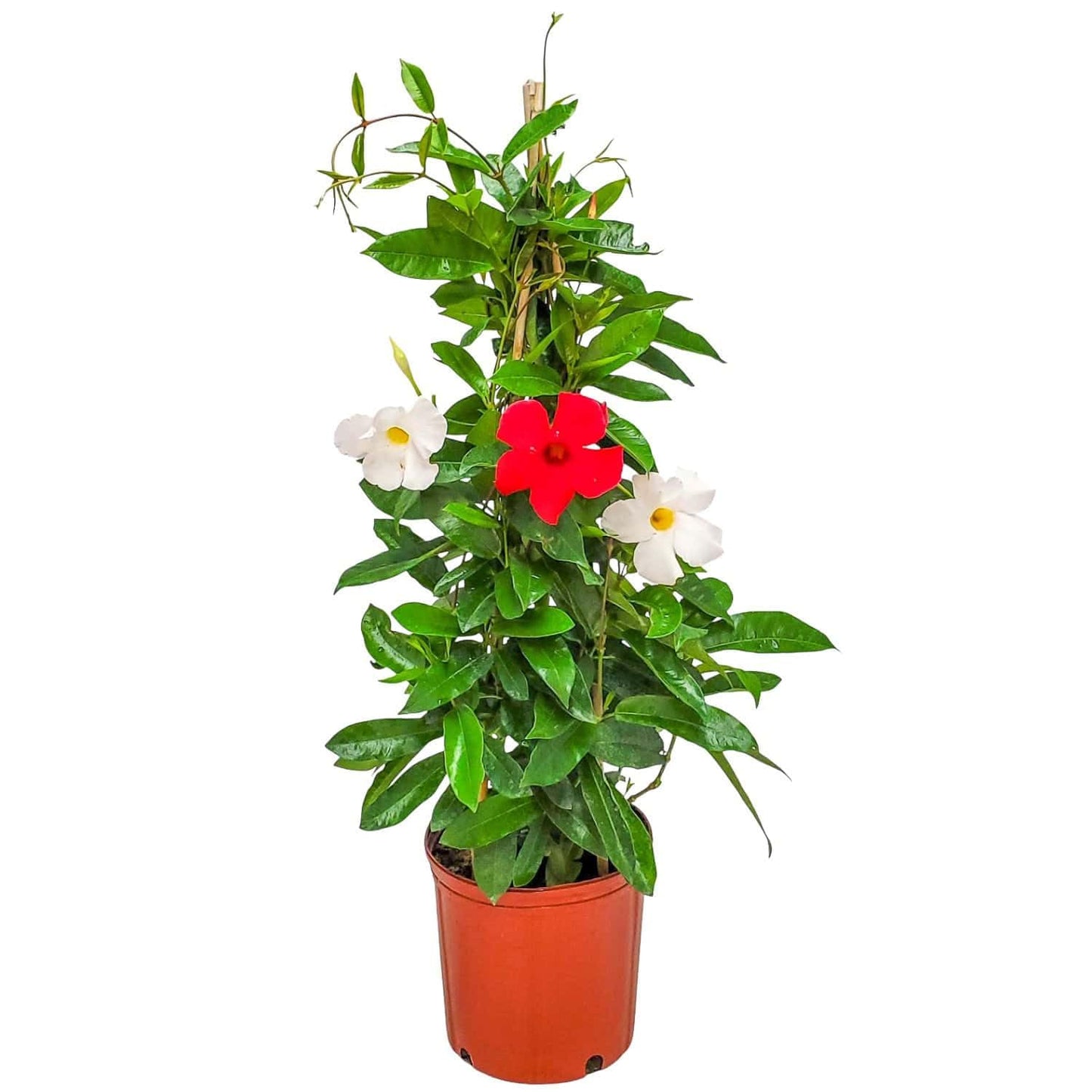 Live Mandevilla Flowering Plant - Trellis - Mixed Red Giant and White Giant - Tropical Plants of Florida - Overall Height 36" (Plant + Fertilizer)