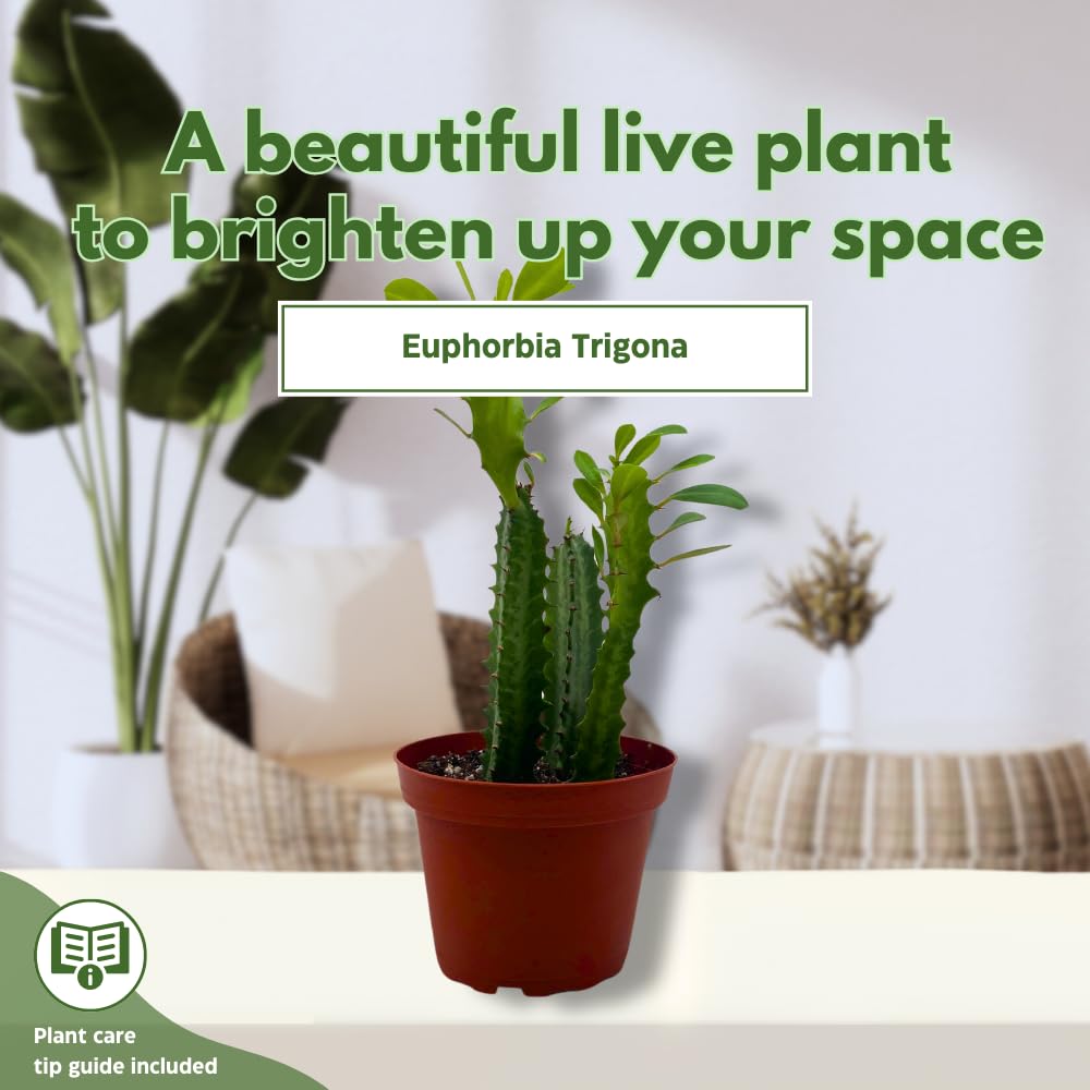 BubbleBlooms Original African Milk Tree, 4 inch Euphorbia trigona Green