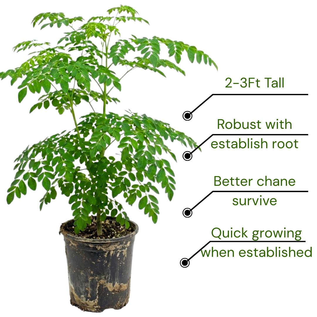 Live Moringa Oleifera Tree Plant, 2-3 Feet Tall, Established Malunggay Plant in 1 Gallon Pot, Fast-Growing Drumstick Tree