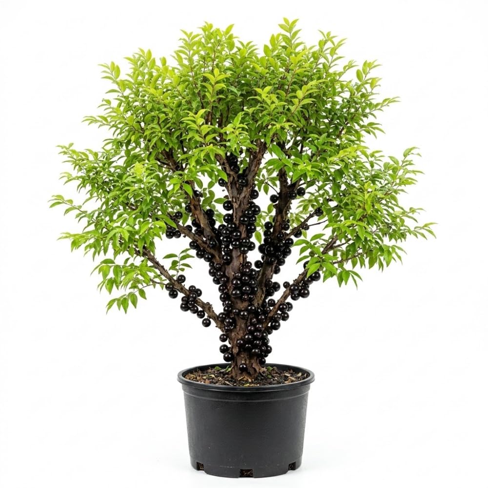 Black Jaboticaba Tree Plant Live in 3 Gallon Pot, Airlayered Jabuticaba Tropical Plant,Ready to Bear Fruits, No Shipping to CA