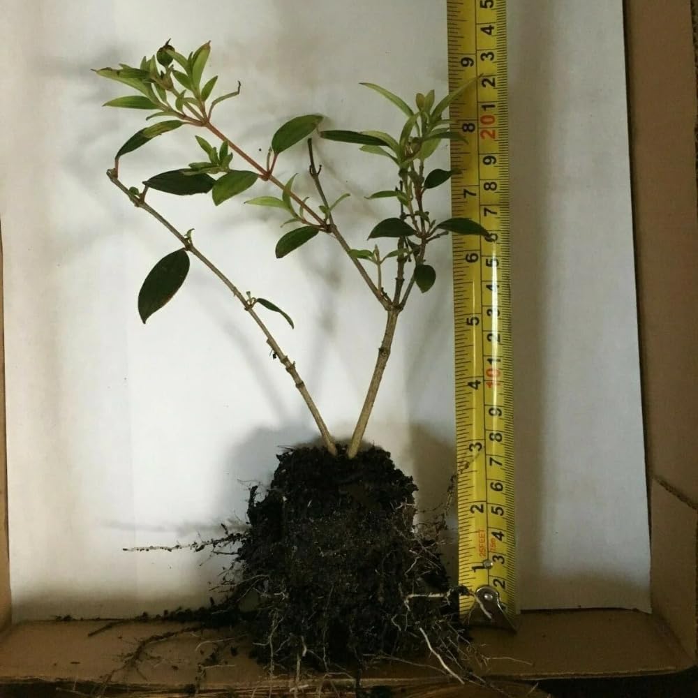 Tibouchina Dwarf Live Starter Plant (4)
