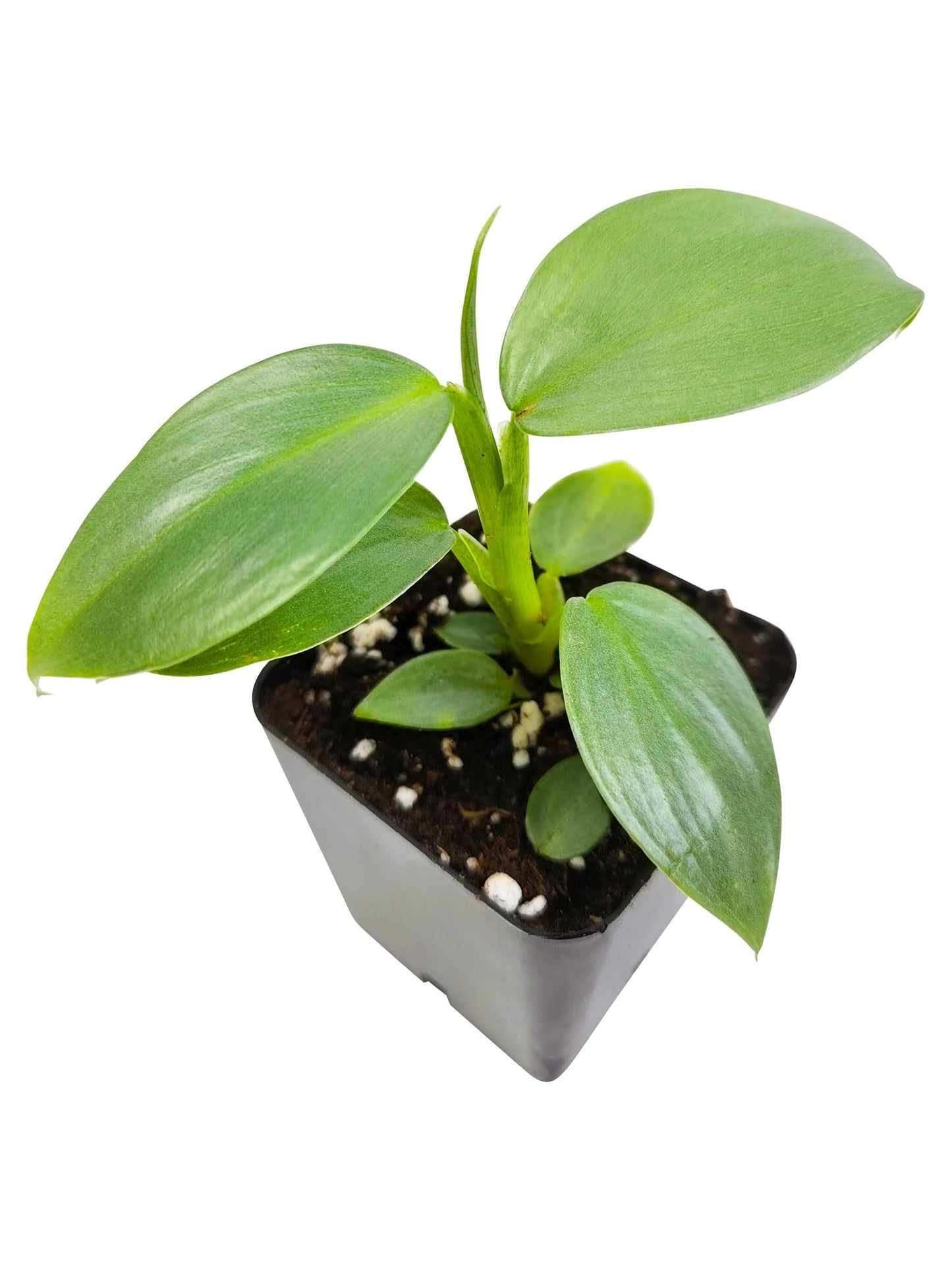 Josh's Frogs Philodendrons (Silver Sword)