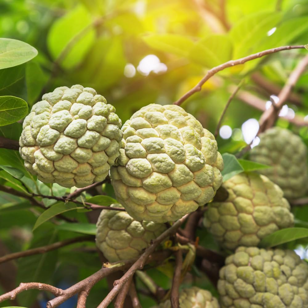 Green Sugar Apple Tree, Gallon Pot, 2-3 Ft Grafted Sugar Apple Tree Live Plant for Planting Outdoor Garden, Well Rooted, No Ship to CA