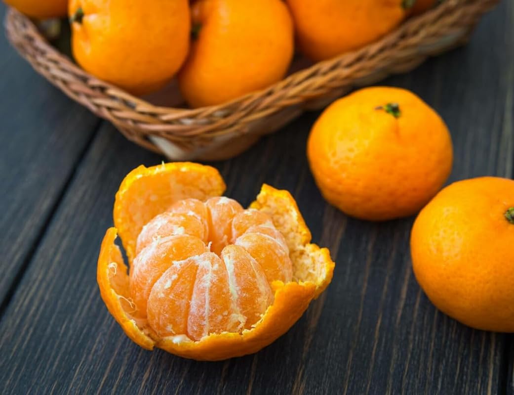 Clementine Mandarin Tree - 2-5 Inch Tall Live Plant - Potted Indoor/Outdoor Orange Fruit Seedling - Citrus x Clementina