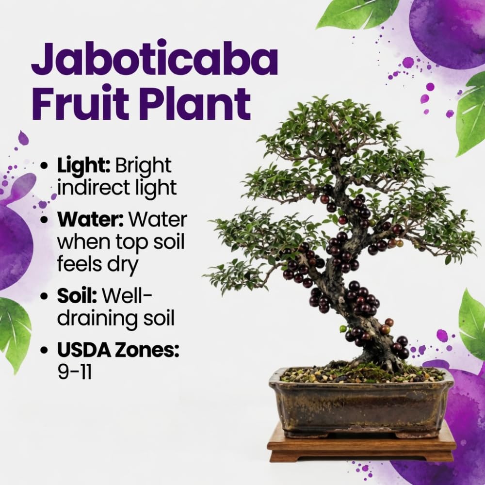 Black Jaboticaba Sabara Live Plant, Jabuticaba Tree in 3 Gallon Container, 2 to 3 Feet Height, Tropical Fruit Plant for Home Garden, No Ship to CA