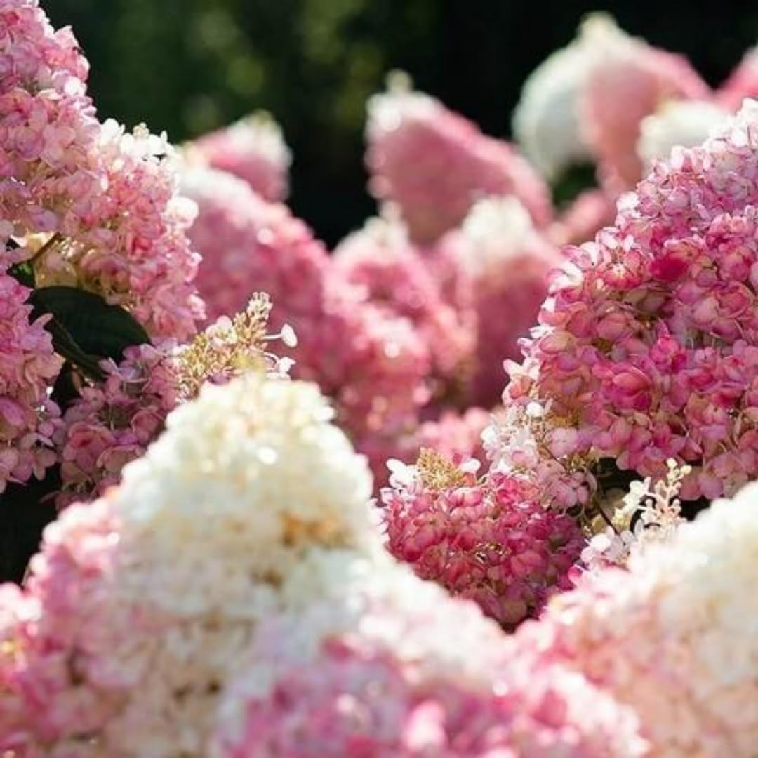 Hydrangea Plant Live, Hydrangea Tree Live Plant for Planting, 5 to 7 Inc Tall, Pink White Flowers