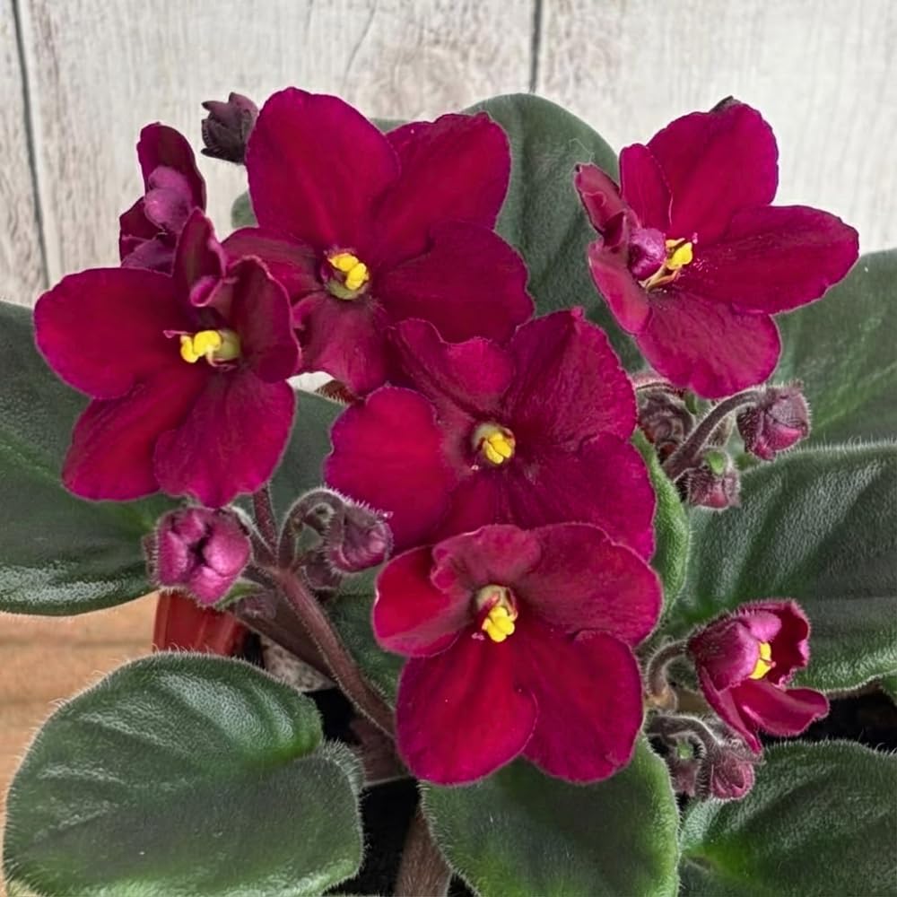 African Violets Plant Live in 4'' Pot, Fast-bloming Indoor Outdoot Flowering Plant with Vibrant Blooms (Red African Violet)