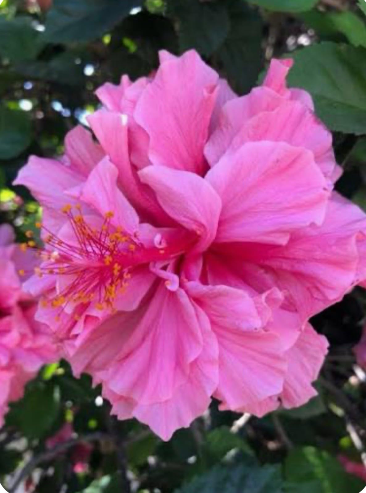 Live Plant - Kona Hibiscus-Small Rooted Starter Plant-Hibiscus Rosa-sinensis
