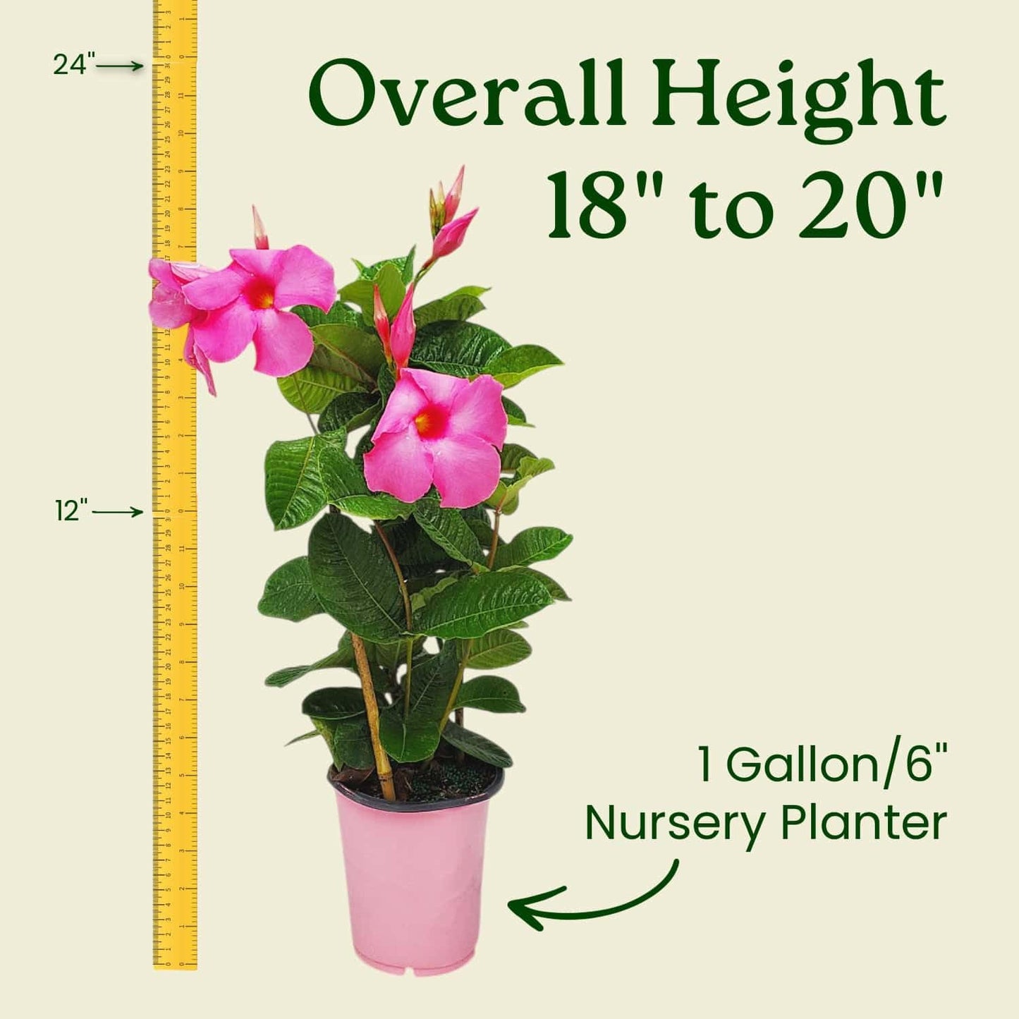 Pink Mandevilla Plant with Trellis - Live Flowering Plant - Tropical Plants of Florida - 18" to 20" Overall Height, 18" Hoop - 1 Gallon (Plant Only)