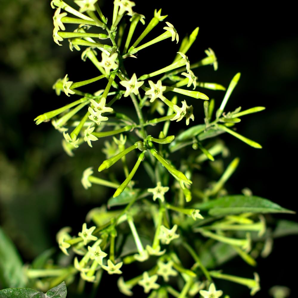 2 Jasmine Plants Live, Fragrant White Jasmine Live Plants, Fast Growing Flower Plants for Outdoor Garden, 5-7'' (Night Blooming Jasmine)