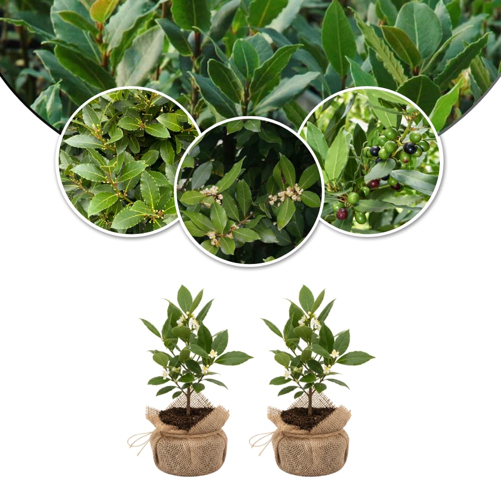 9 Months Old Bay Leaf Tree Live Plant, No Pot Bay Laurel Plants Tree Live for Outdoor Planting, 5-8" in Tall, Fragrant Laurus Nobilis Live Plant