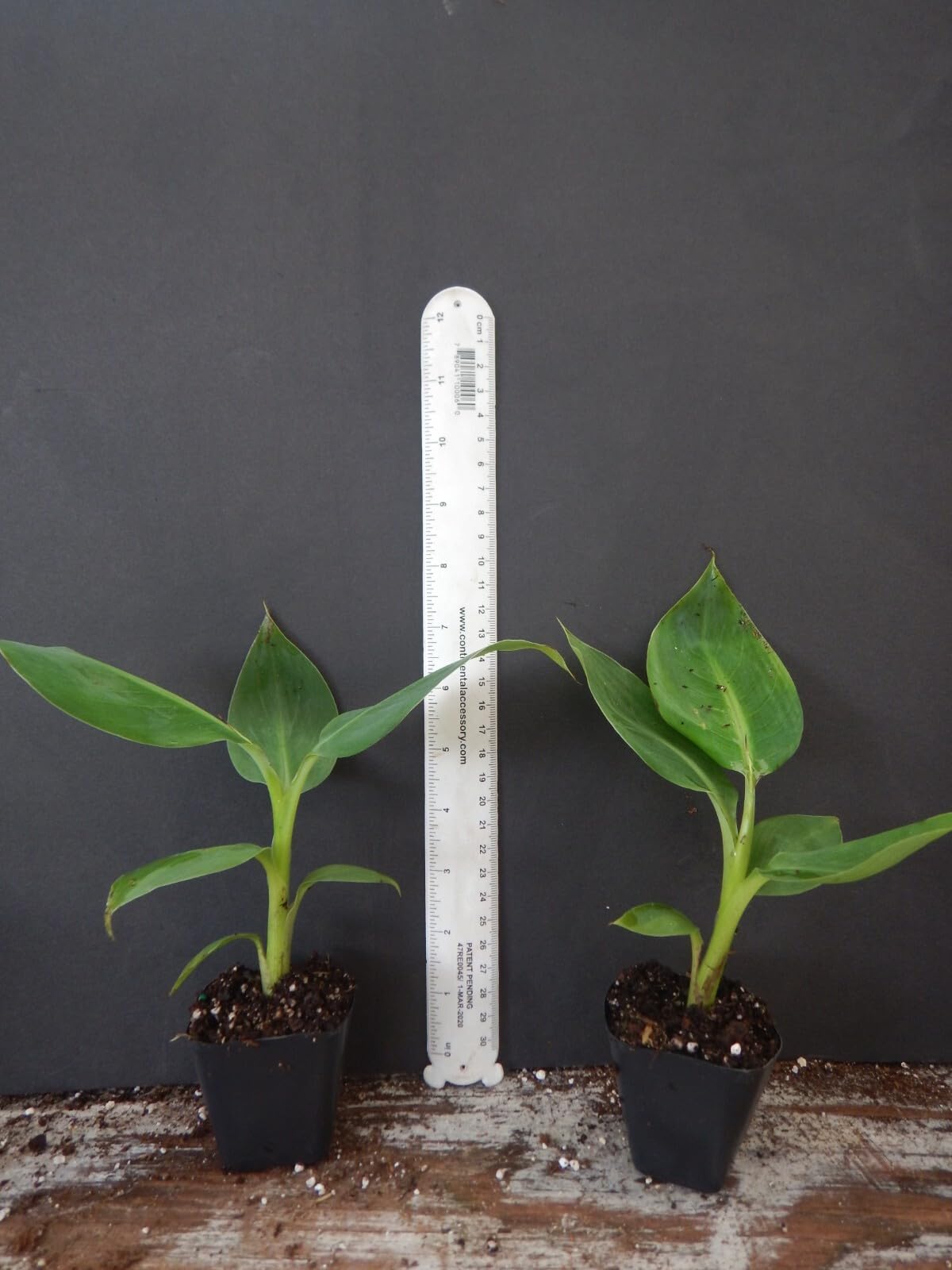 Live Plant - Gold Finger Musa Banana Tree-Small Well Rooted Starter Plant