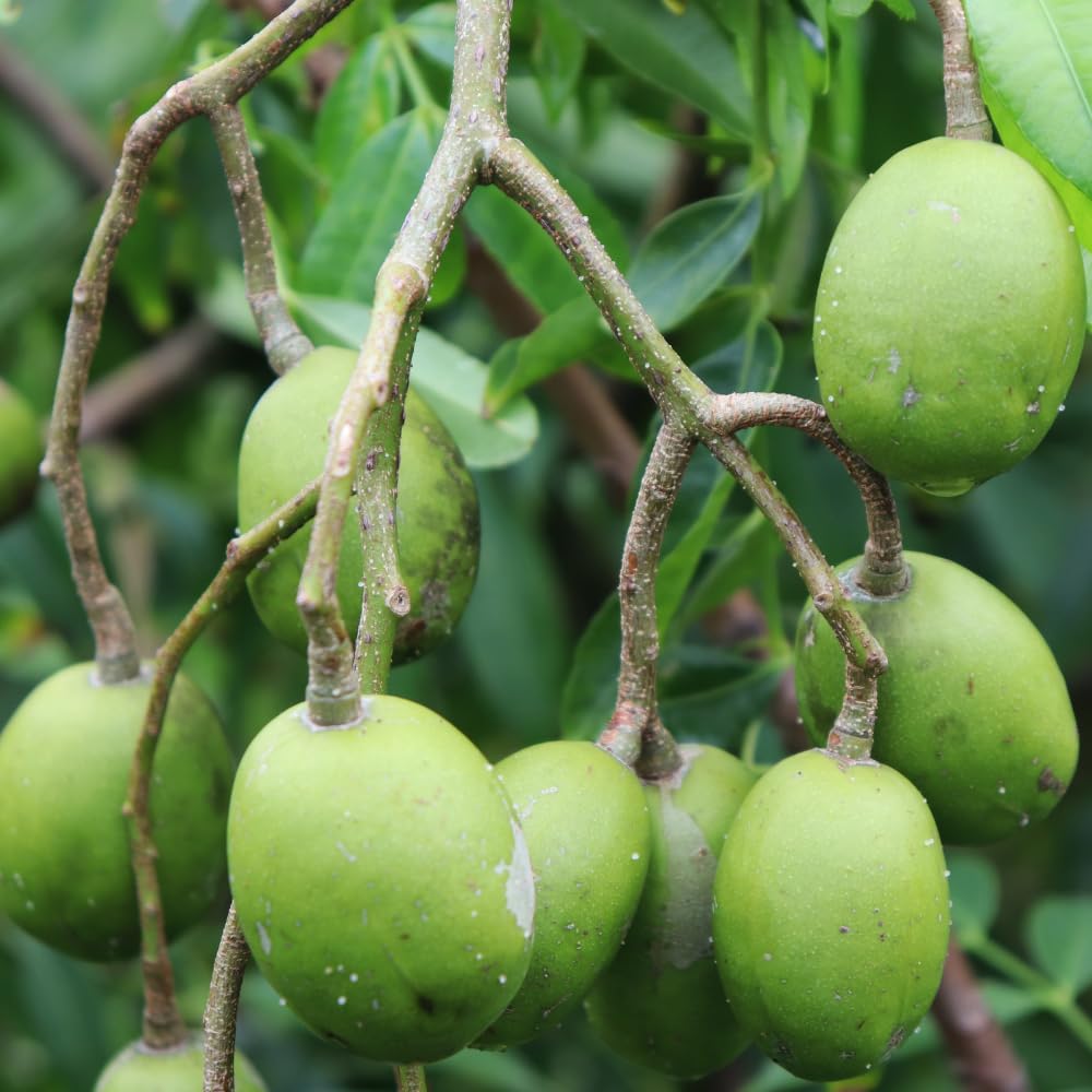 June Plum Tree Live Plant in One Gallon Pot, Tropical Fruit Tree Well Rooted 2-3 Feet Tall, Ready for Outdoor Garden