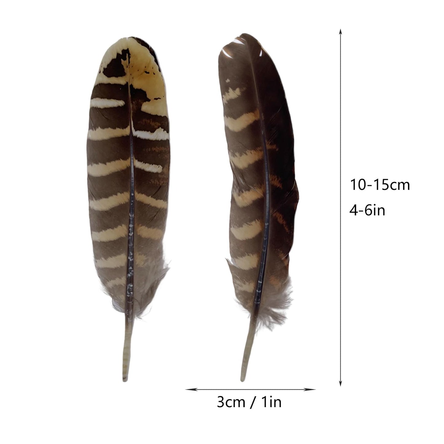 10pcs Natural Spotted Feathers Pheasant Feathers for Craft Clothing Jewelry Accessories Decoration (Small Pheasant Wing Feather 4-6")