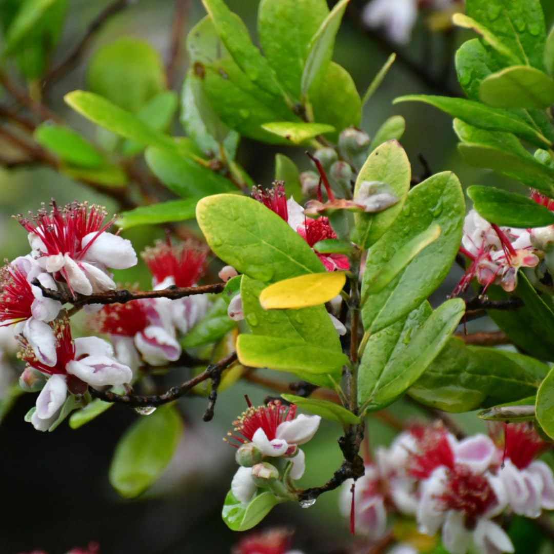 Pineapple Guava Tree Live Plant, 4"-8" in Tall, Well- Rooted Fragant Guava for Gardening, Zones 9-11