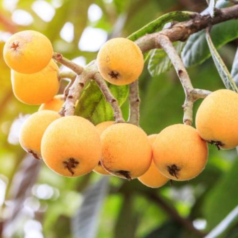 Loquat Tree Live Plant in 4" Pot, 5-9 Inch Tall Fruit Tree Seedling, Hardy Loquat Plant for Outdoor Growing