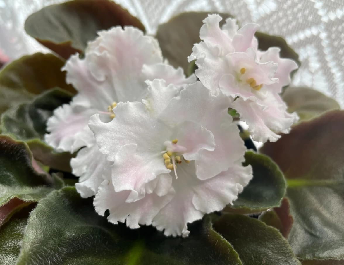 2 White African Violets Live Plants, Random White Flowers, Indoor Flower Plant, Blooms All Year Round 4 Inch Pot
