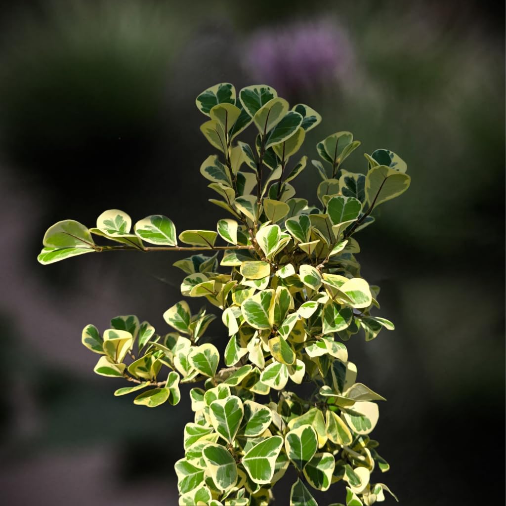 Variegated Ficus Triangularis - Live Tropical Shrub Plant - White Green Heart-Shaped Leaf - Emerald Goddess Gardens - Starter Sz 4 Inch Pot