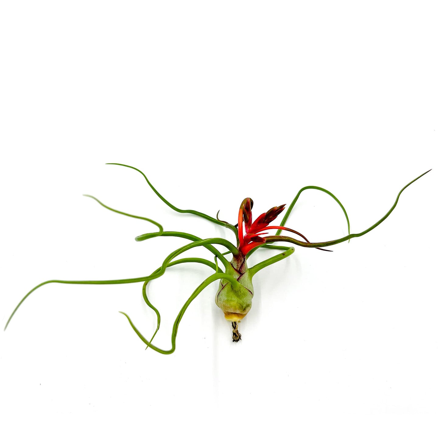 ragnaroc Air Plants - Flowering Tillandsia Bulbosa Belize, Giant 7-9" - 2ct - Live Arrival Guaranteed - House Plants for Home Decor & Gift