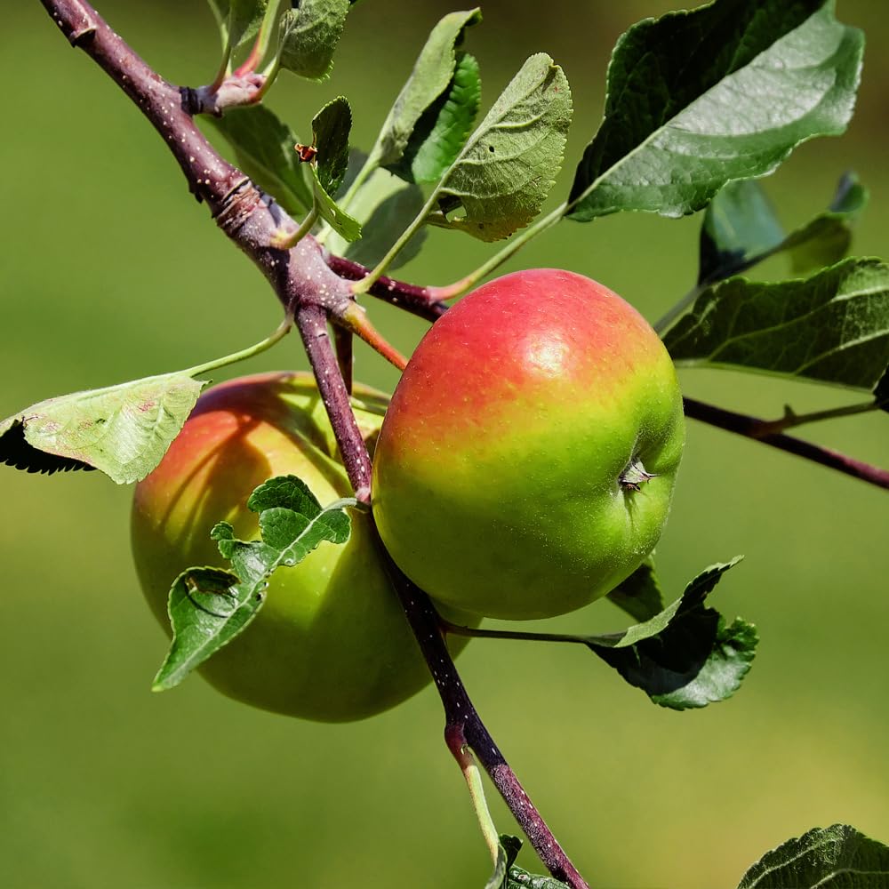 Generic Anna Apple Tree, Low Chill, Deciduous, Fruit Bearing, Medium to Large Fruit, 1 gal, Nursery Pot (Due to Agricultural Laws, we Cannot Ship to CA, AZ, AK, or HI), Green