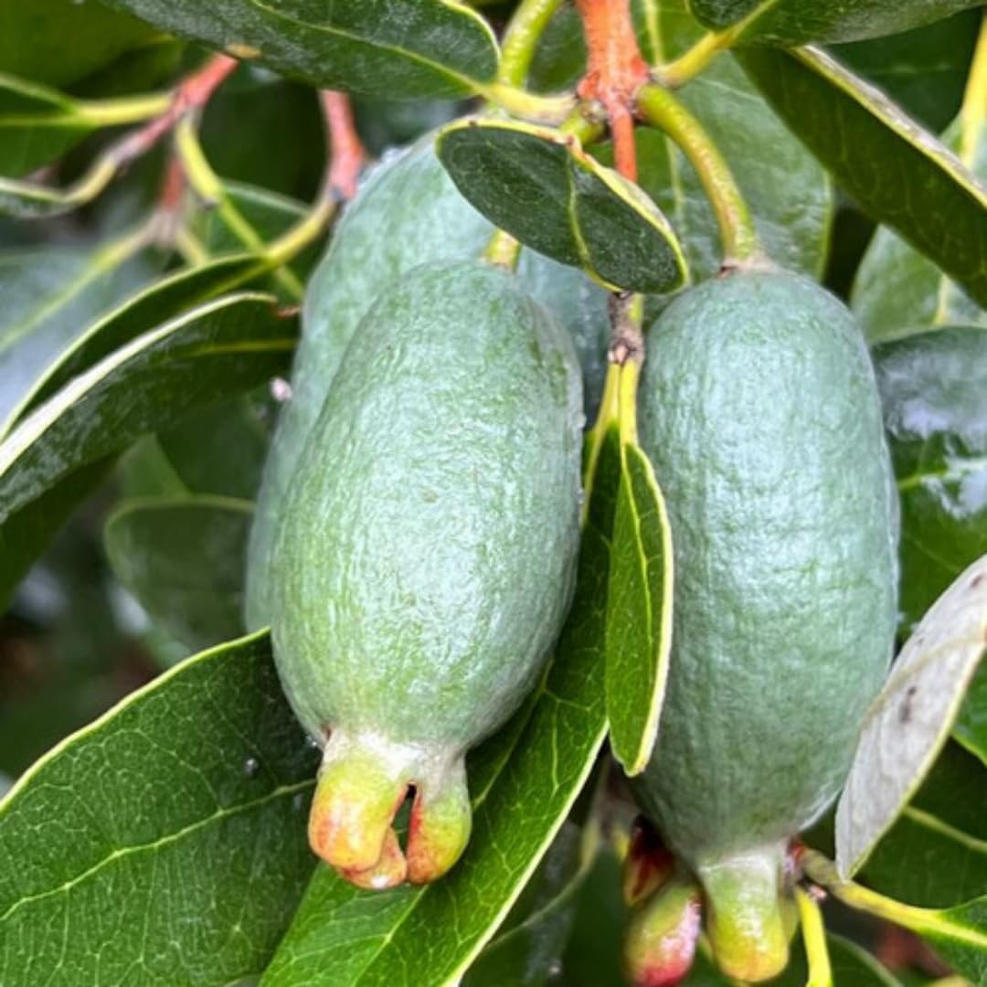 Fragrant Guava Tree Live Plant, Well Rooted 4"-10" in Tall, Tropical Fruit Guavas for Gardening, Zones 9-11 (Pineapple)