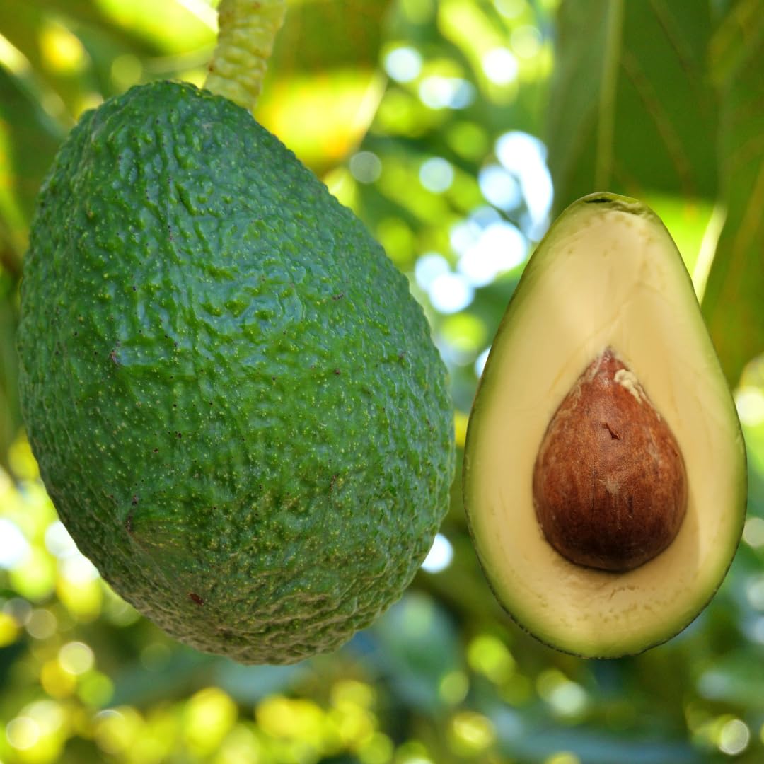 Live HASS Avocado Tree, Grafted Fruit Tree, 1-2 Feet Tall, Hardy Avocado Variety, Ready for Planting, No Ship to CA
