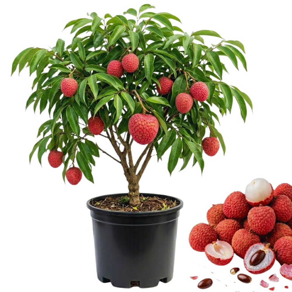 Sweet Lychee Tree Live Plant, Lychee Fruit Tree, 3 Gallon Pot, 2 to 3 Feet in Height, No Ship to CA