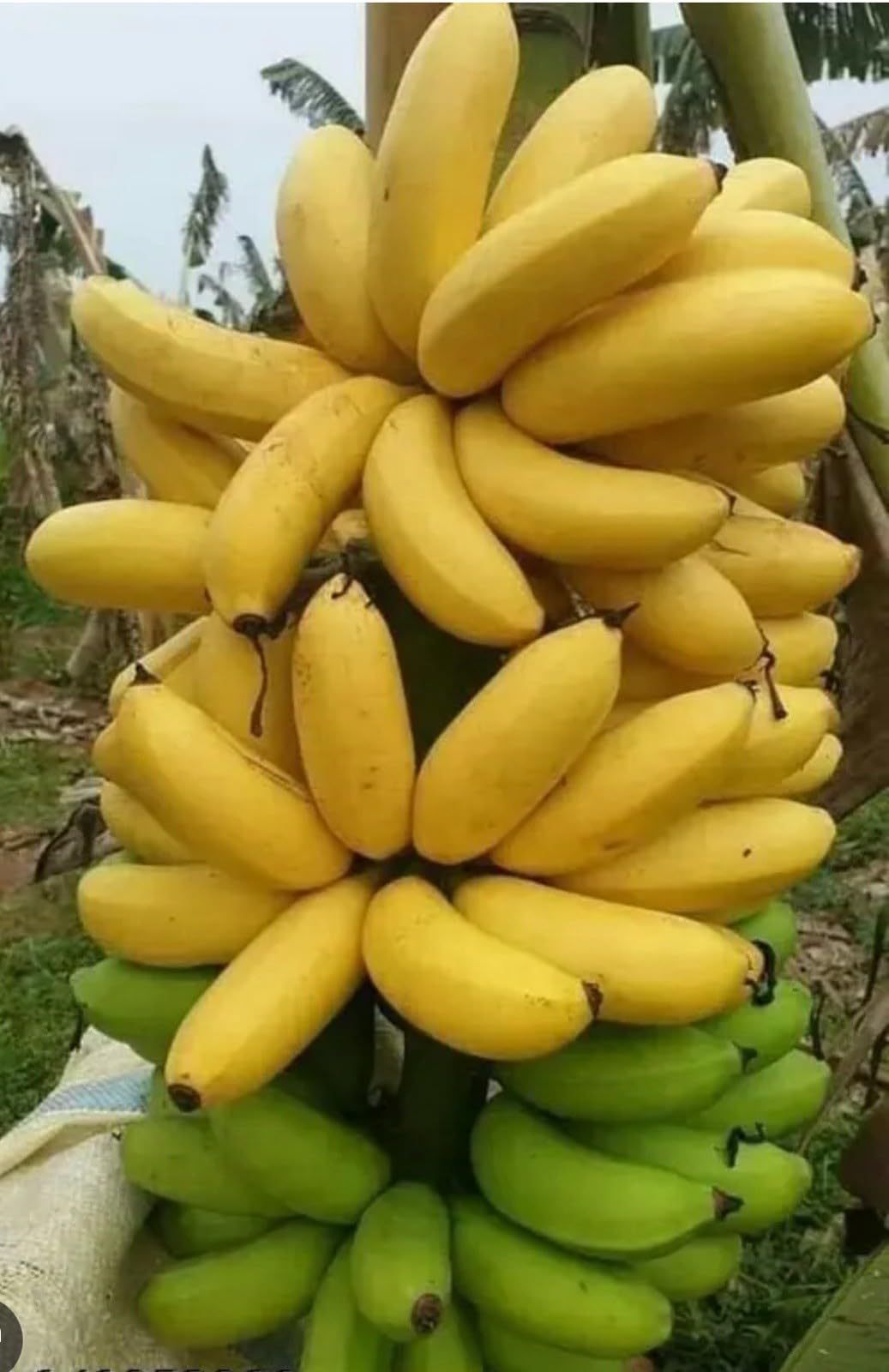 Live Plant - Gold Finger Musa Banana Tree-Small Well Rooted Starter Plant