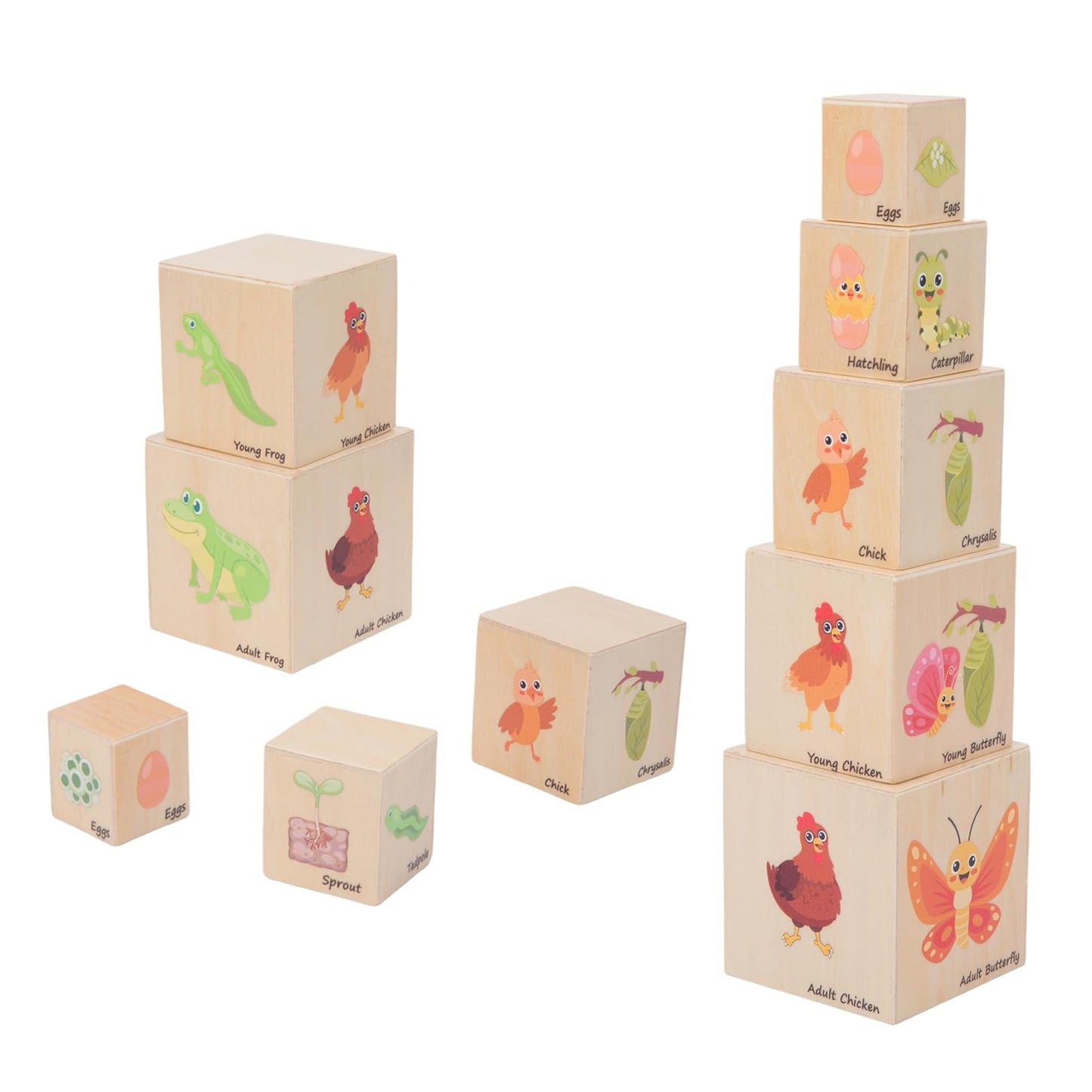 Wooden Life Cycle Nesting Blocks, Sorting & Stacking Montessori Toys for Kids, Preschool Educational Learning Cube Boxes for Toddlers 3+, Science Toy Set for Baby Boys & Girls (5 Pcs)