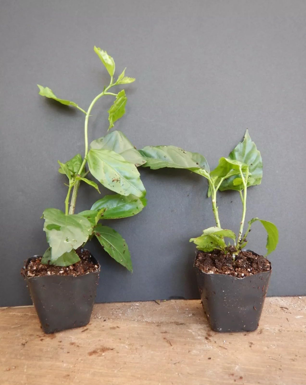 Live Plant - Red Dragon Hibiscus-Small Rooted Starter Plant-Hibiscus Rosa-sinensis