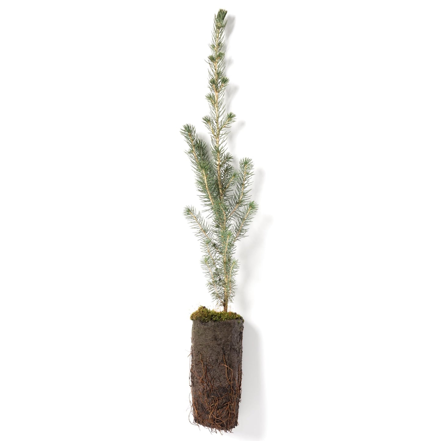 White Spruce Live Jumbo Tree Seedling Plugs | 12"-18" | Arbor Day Foundation (1-Pack)