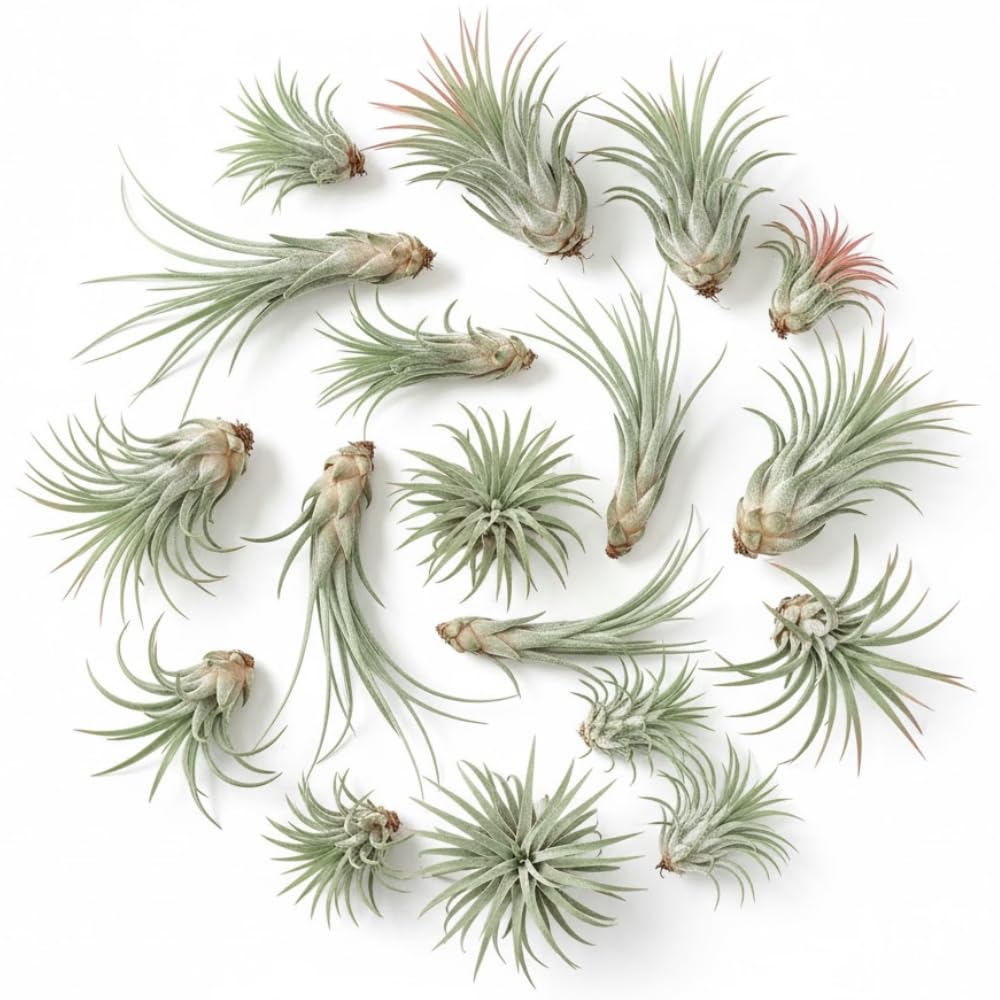 Pack 12 Mixed Ionantha Air Plants, Live Tillandsia, Bulk Airplants, Easy Care Houseplants for Indoor and Outdoor Planting