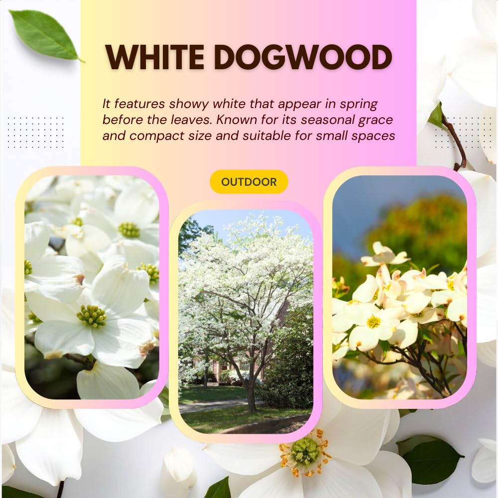 White Dogwood Tree Live Plant in Quart Pot, 8-10 Inches Tall, Dogwood Trees, White Flower for Spring Blooms