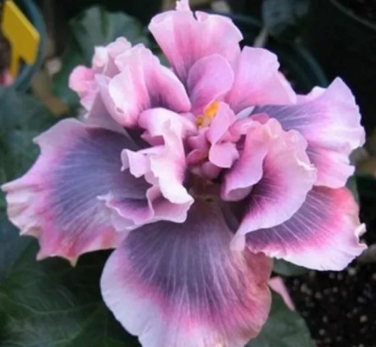 Live Plant - Marianne CHARLETON Small Rooted Exotic Tropical Hibiscus Starter Plant