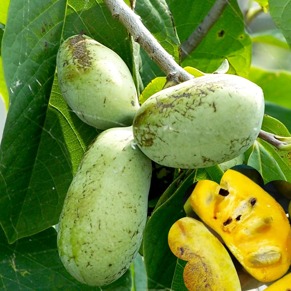 1 Year Old Pawpaw Tree Live Plant Established Root, 7 to 12" Paw Paw Banana Tree Plant Live Pawpaw