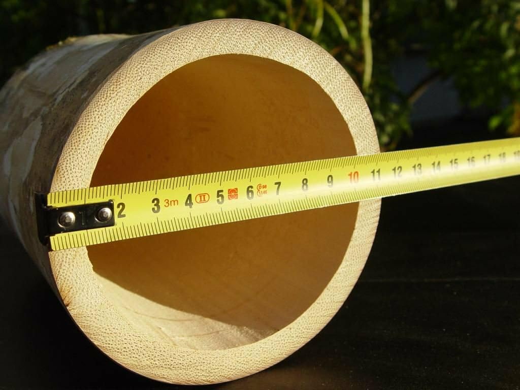 Live Plant - 100+ Giant Bamboo 2025 Seeds - Rare - Dendrocalamus Giganteus
