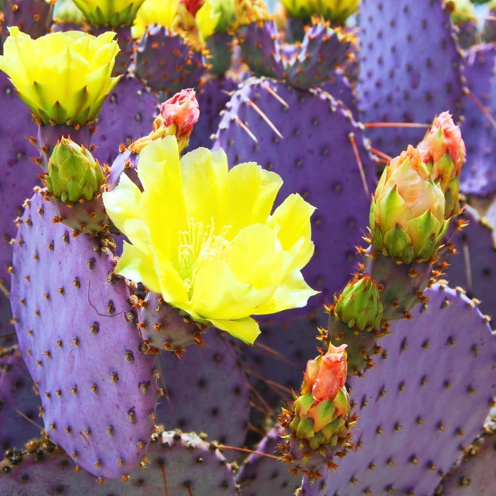 Purple Prickly Pear Cactus Live Plant, in 3 Inch Pot, Prickly Cactus Plant, Colorful Succulent for Garden and Containers