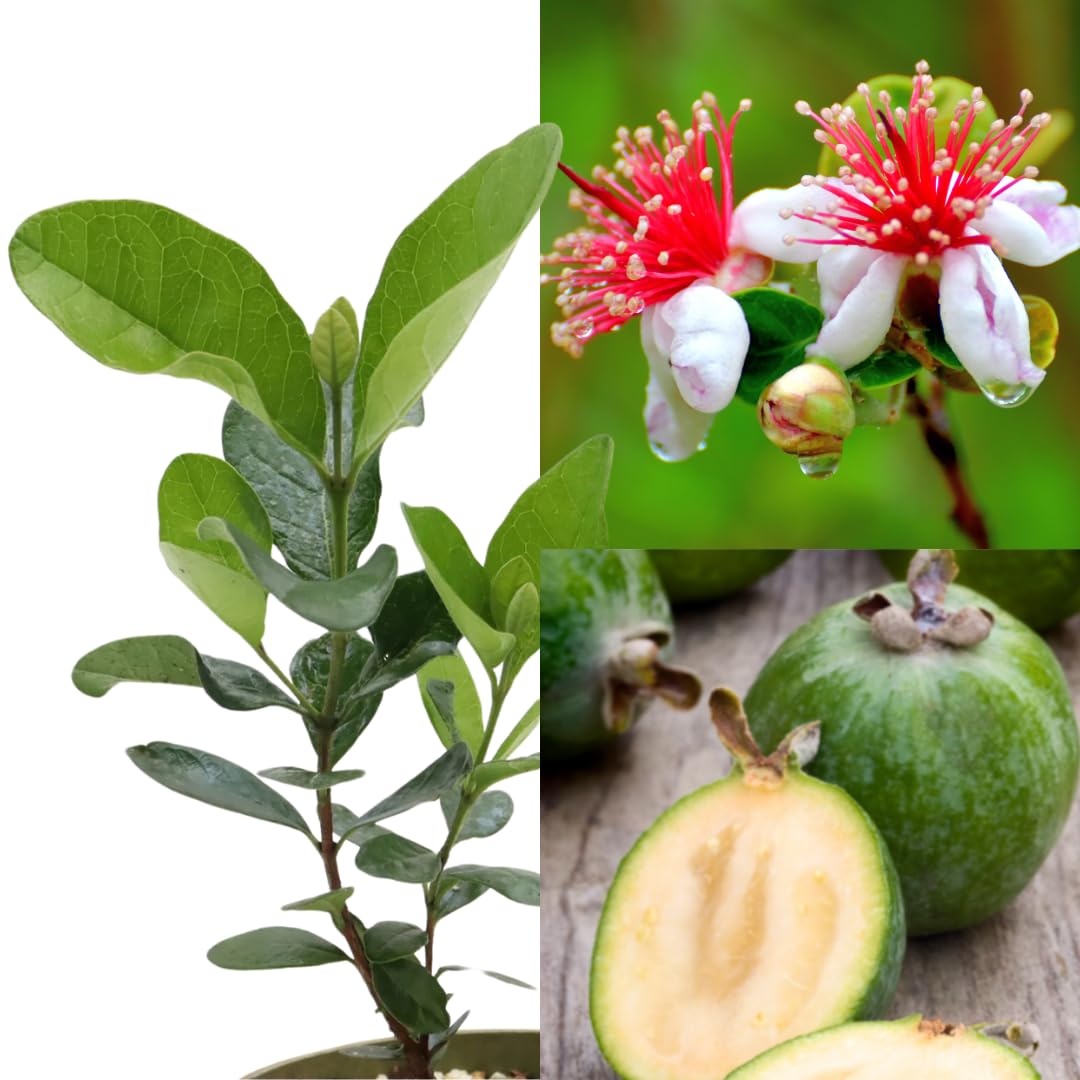 Pineapple Guava Tree Live Plant, 4"-8" in Tall, Well- Rooted Fragant Guava for Gardening, Zones 9-11