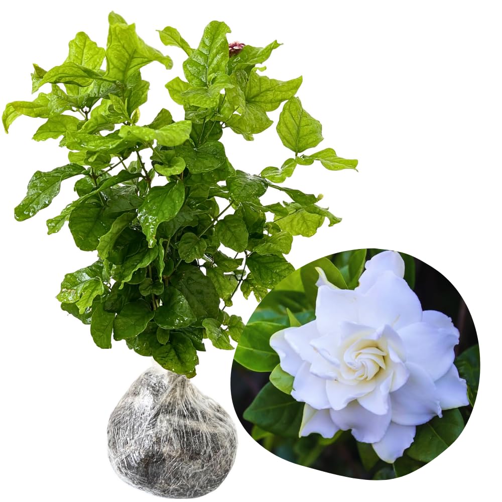 2 Cape Jasmine Plants Live, Frost Proof Gardenia Plant, 5 to 7 Inc Tall, Fragrant Flower Plant, Blooming Jasmine Plants