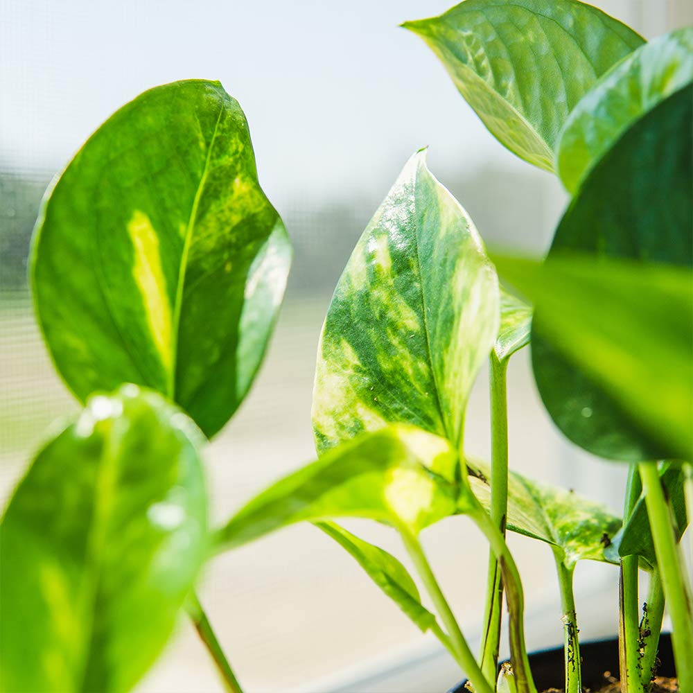 Perfect Plants Golden Pothos 6in. with Midnight Blue Pot | Epipremnum aureum Devil's Ivy | Easy Care Houseplant | Perfect for Low to Moderate Light Conditions | Air Purifying